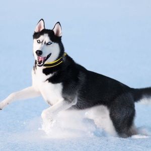 Meet your Posher, Matilda